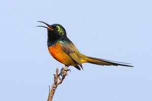 Orange-breasted Sunbird