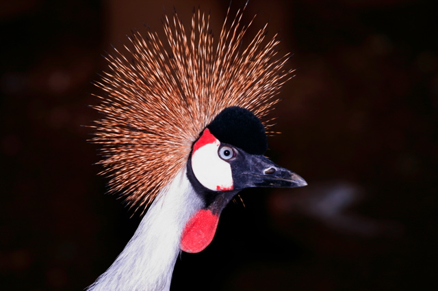 Grey Crowned Crane