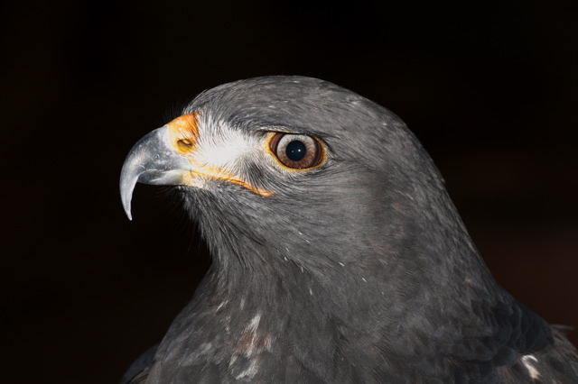 Jackal Buzzard take 2-3 years to aquire full adult plumage