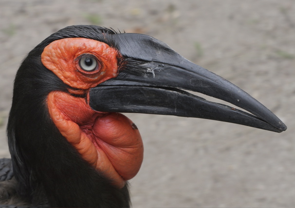 Southern Ground-Hornbill*