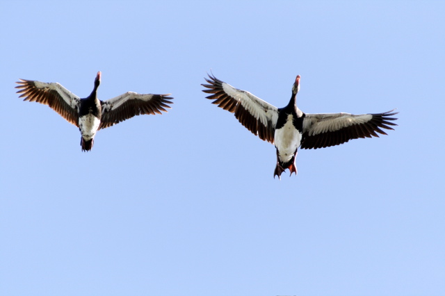 Spur-winged Goose