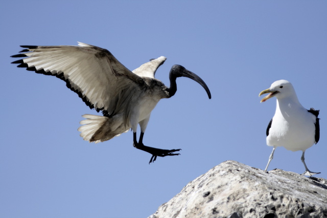 Big fight