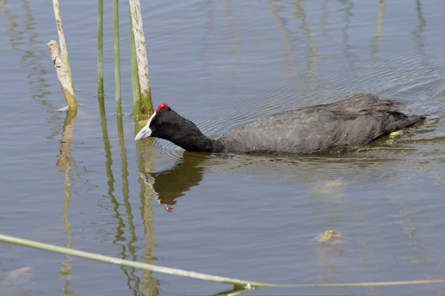 Red-knobbed Coot