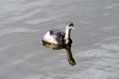 Little Grebe juv.