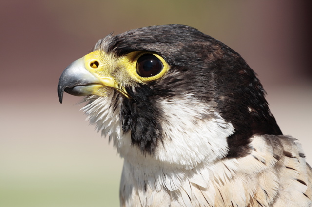 Peregrine Falcon