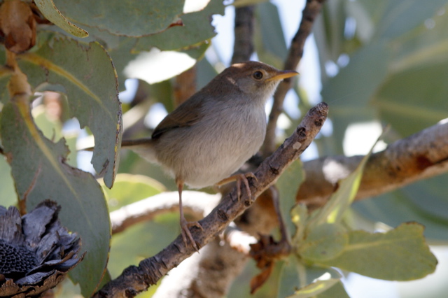 Cisticola fulvicapilla