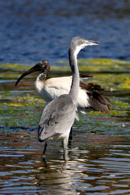 Black-headed Heron juv and Sacred Ibis