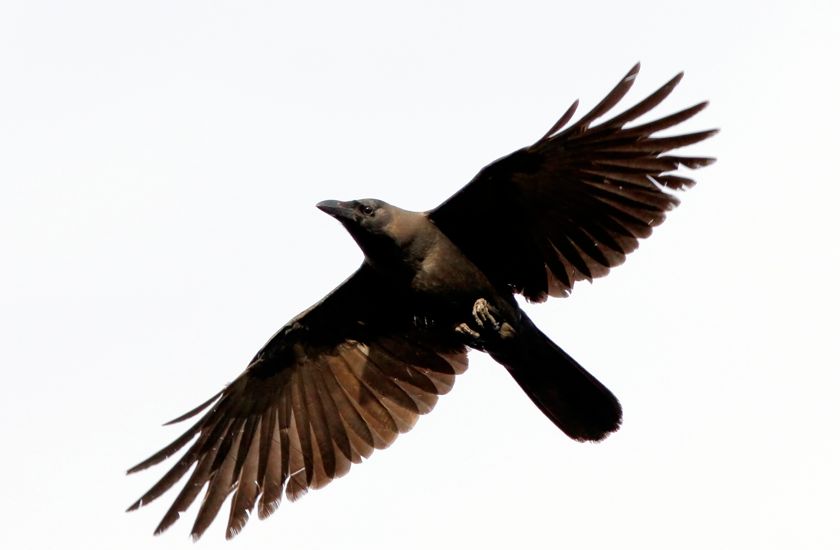 Cape Crow 