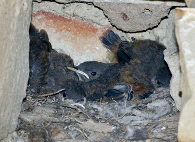 feeding chicks