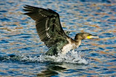 Cape Cormorant juv.