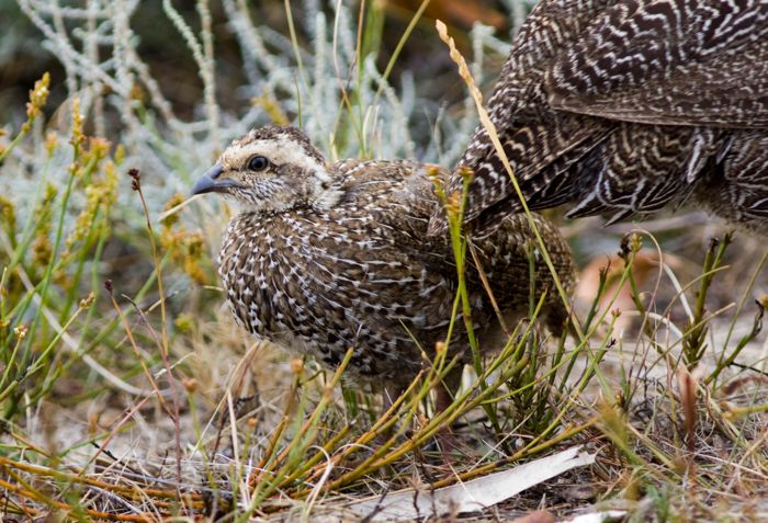 Cape Spurfowl chick
