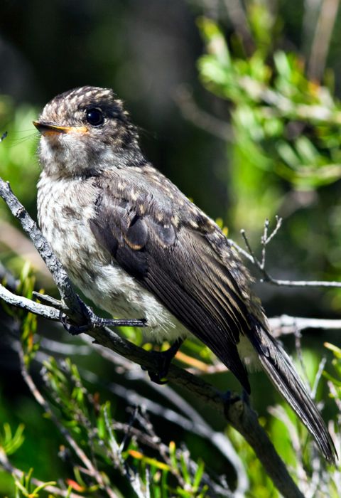 Dusky Flycatcher juv