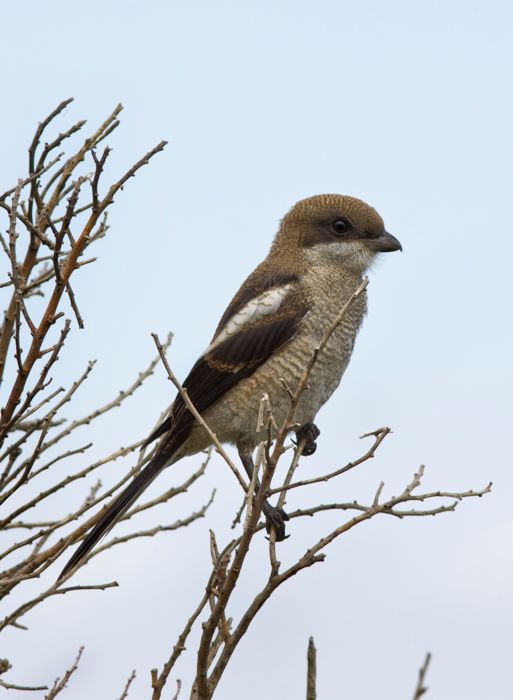 Southern Friscal juv.