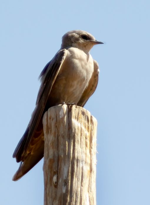 Rock Martin