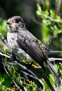 Dusky Flycatcher juv