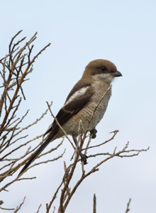 Common Fiscal juv.