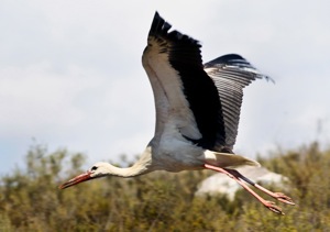 White Stork