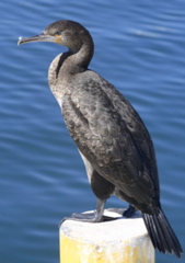 Cape Cormorant