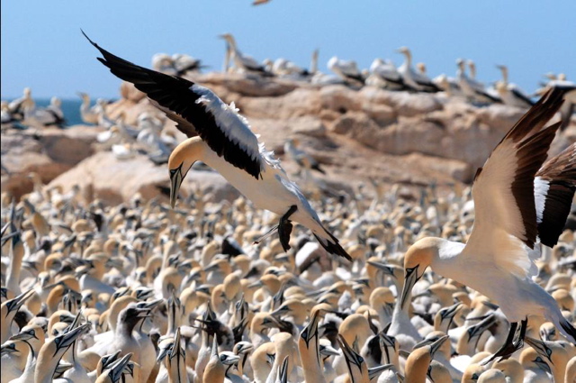 Cape Gannet