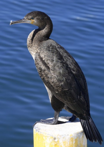 Cape Cormorant juv