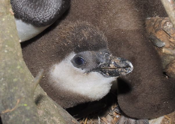 juvenile