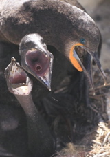 Phalacrocorax capensis