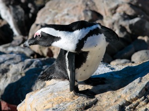 Brillenpinguin
