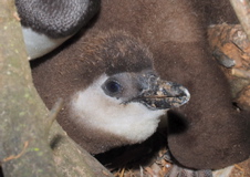 juvenile