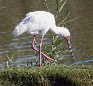 African Spoonbill