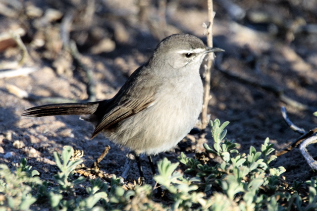 Karoo Scrub-Robin