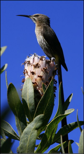 Kaapse Suikervo&euml;l