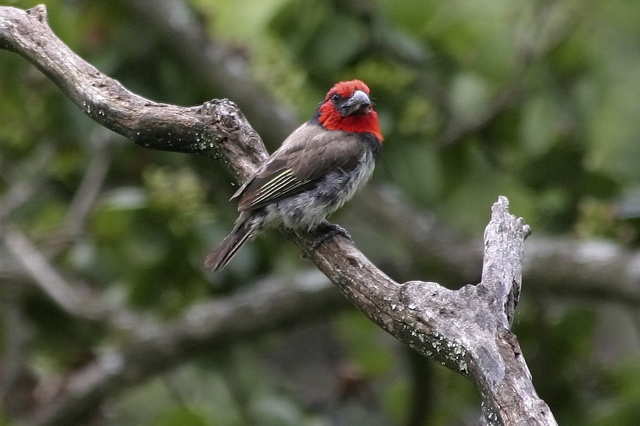Black-collared Barbet 