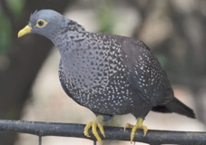African Olive-Pigeon