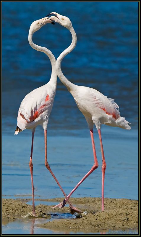 Flamingo Dance