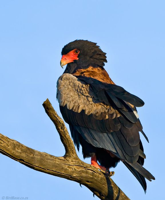 Bateleur