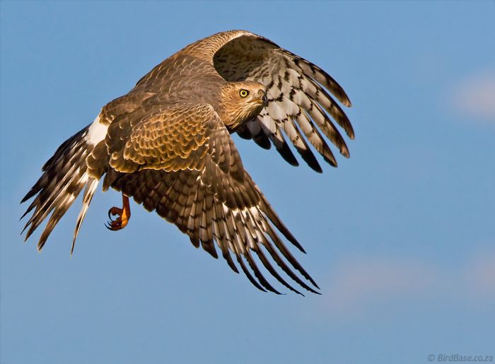 Gabar Goshawk juv