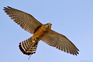 Rock Kestrel