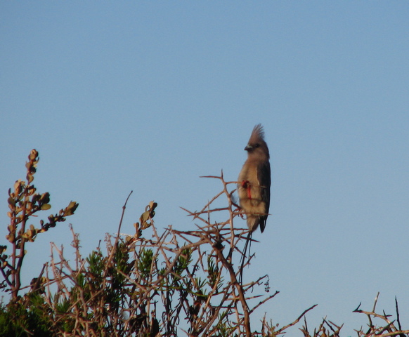 White-backed Mousebird 