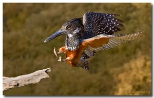 Giant Kingfisher