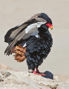 Bateleur