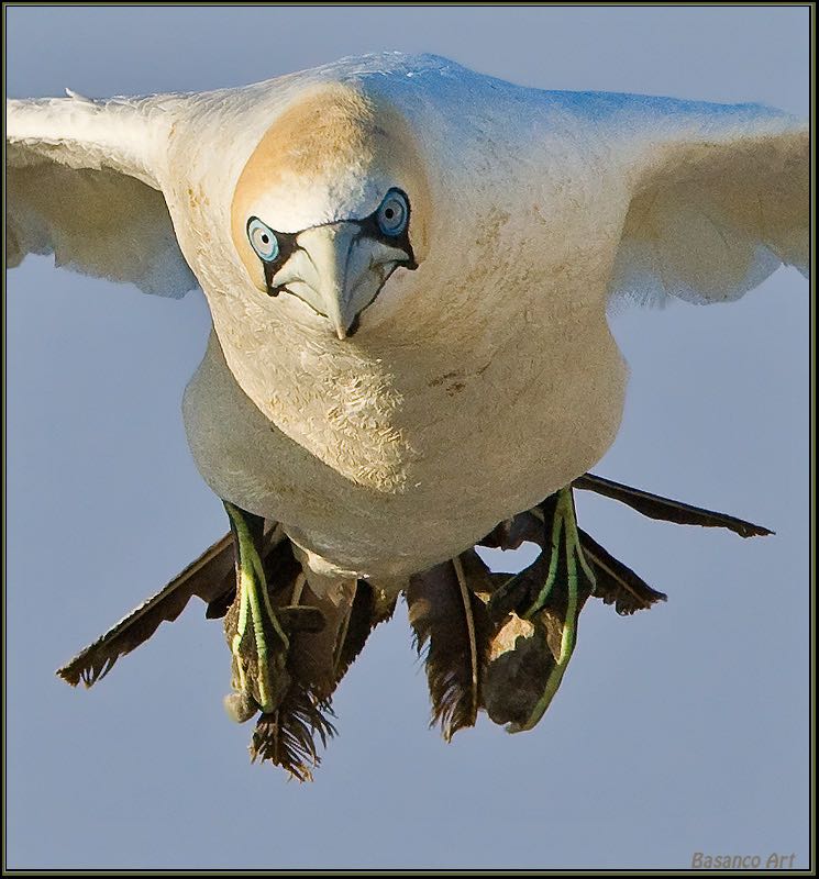 Cape Gannet