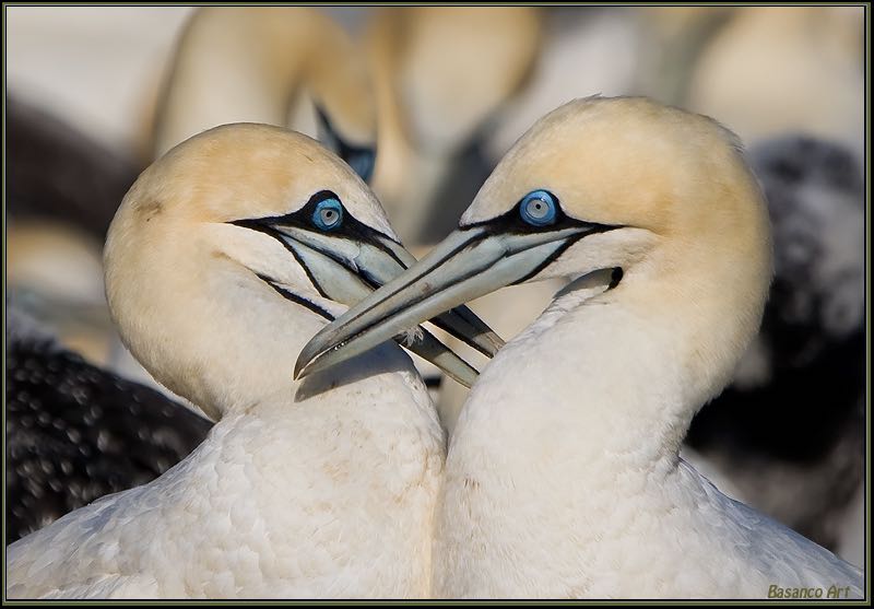 Cape Gannet