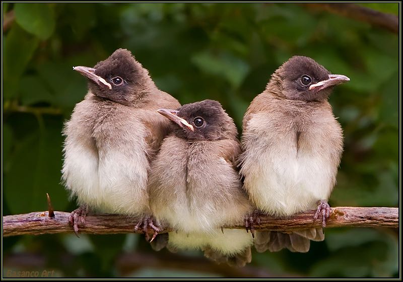 Dark-capped Bulbul chicks
