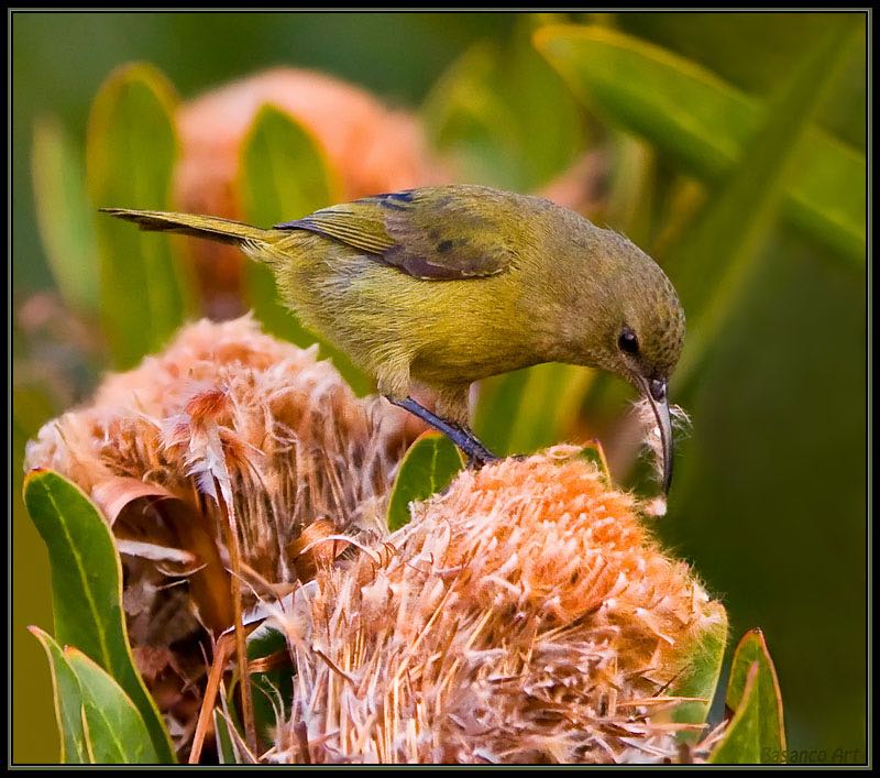 Female Orange-breasted Sunbird