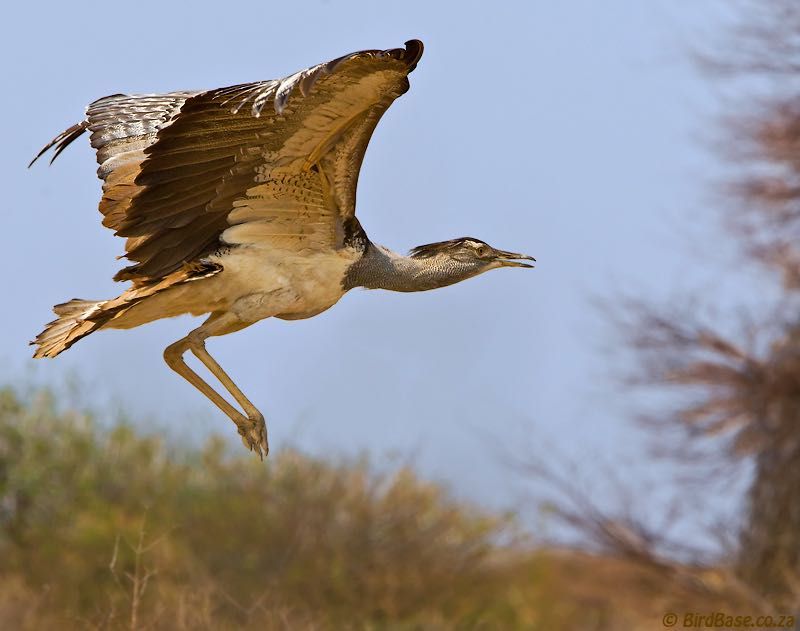 Kori Bustard