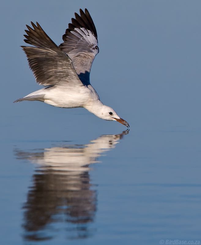 Hartlaub's Gull