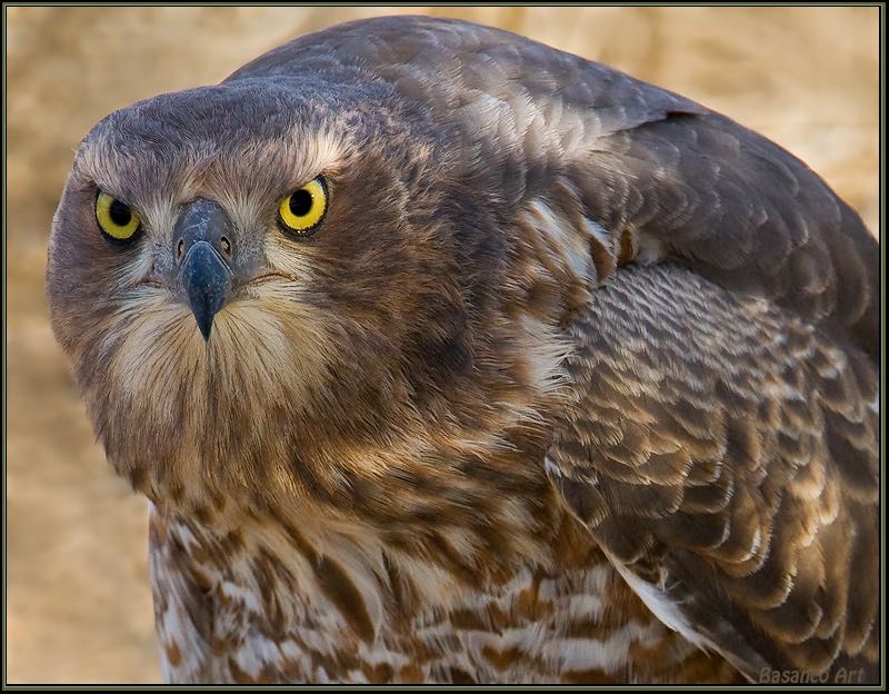 Juvenile Southern Pale Chanting Goshawk