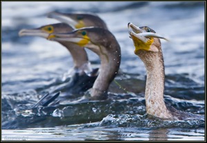 Hunting Cormorants