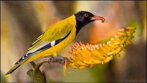 Black-headed Oriole