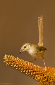 Tawny-flanked Prinia